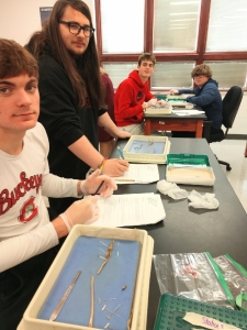 4 zoology students dissecting earthworms